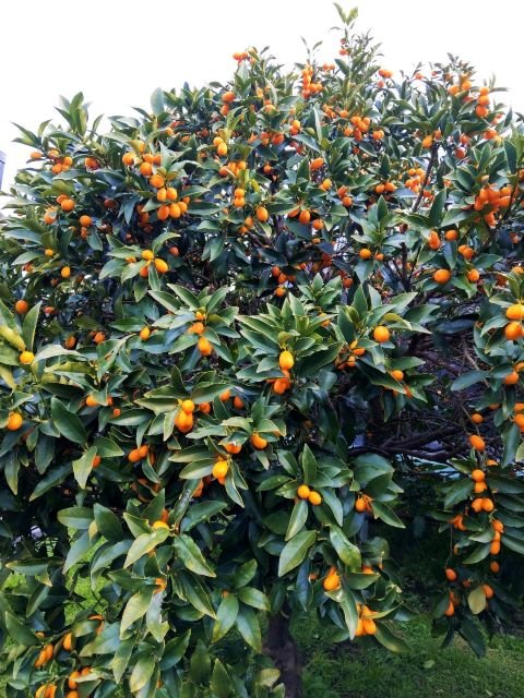 How to Grow a Kumquat Tree - Planting and Caring for Kumquat Trees