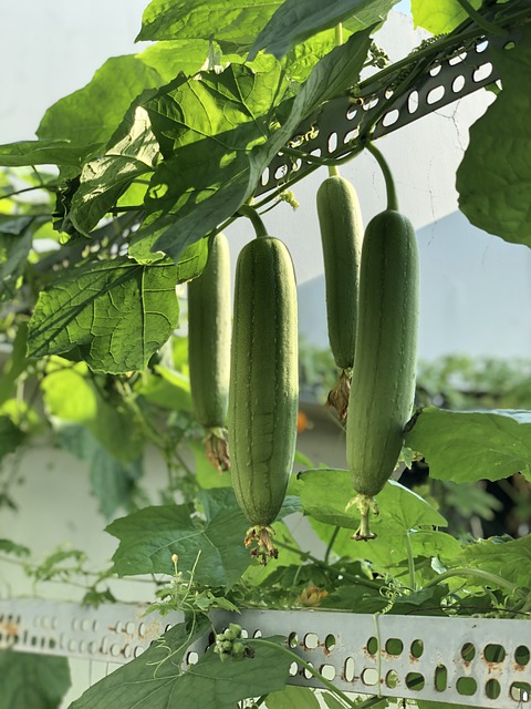 Luffa Gourds Growing on a Strong Trellis for Loofah Sponges