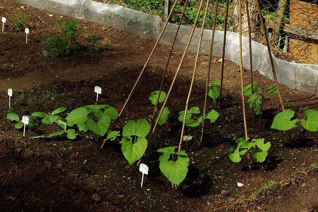 Planting Beans Around a Tee Pee Trellis - How to Grow Beans
