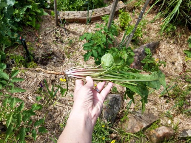 Tips For Eating Dandelion Greens, Flowers, and Roots - Harvested Dandelion with root