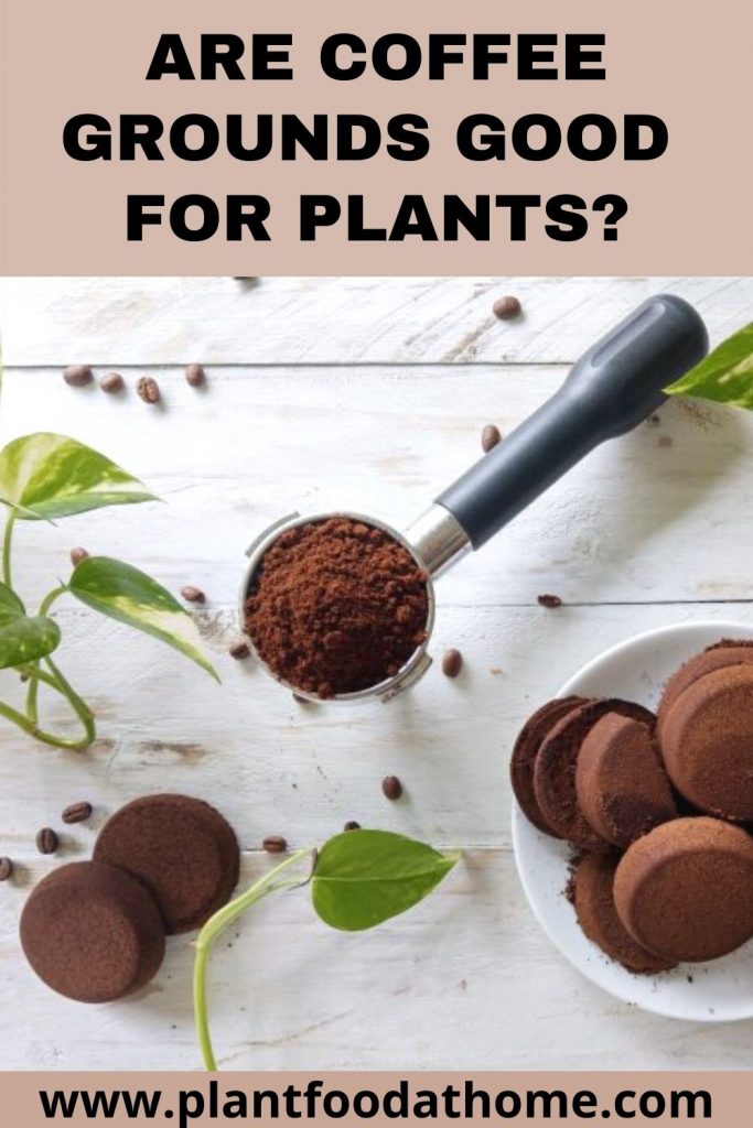 Uncovering the Truth - Are Coffee Grounds Good for Edible Plants