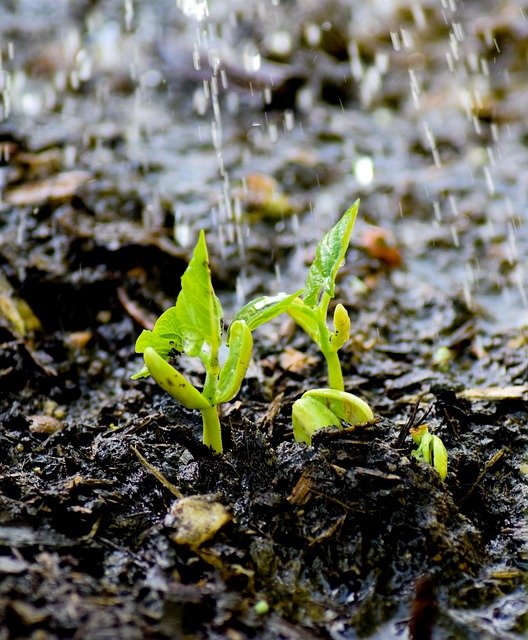 Watering Bean Seedlings - How to Grow Beans