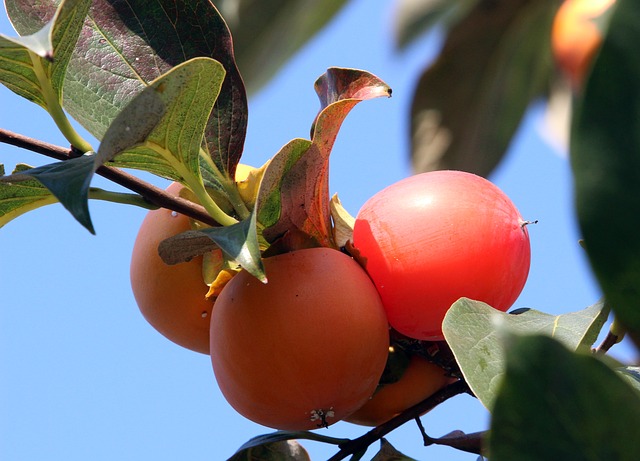 Eating Persimmons and Recipe Ideas - Astringent Persimmons Growing on the Tree