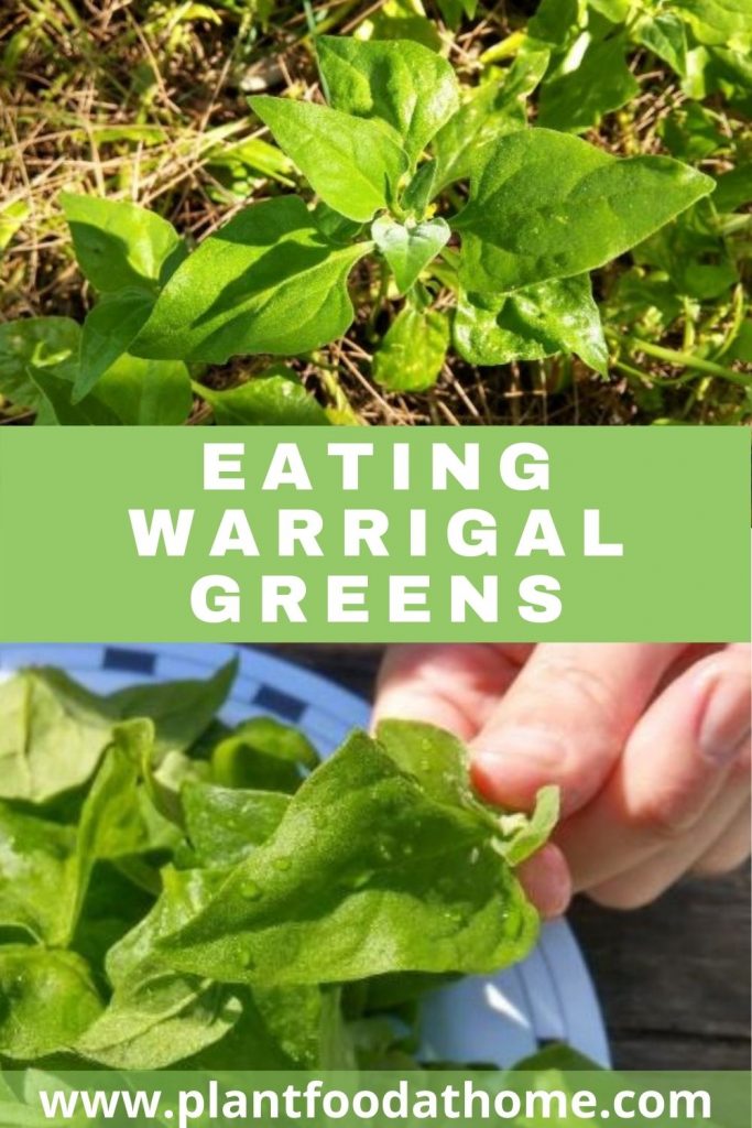 Eating Warrigal Greens - Cooking and Recipe Ideas