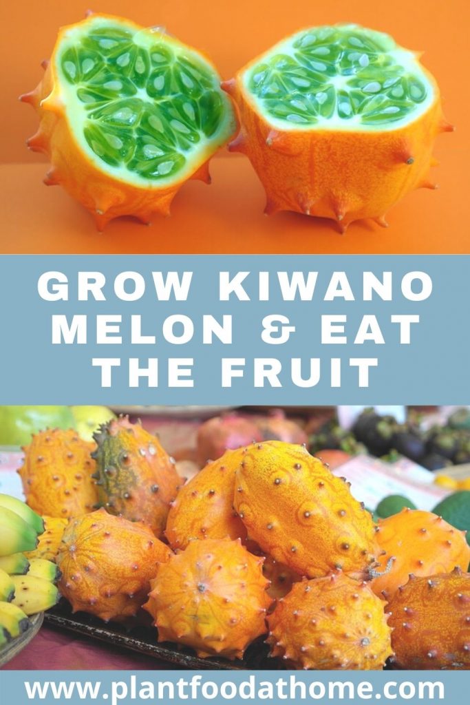 Grow Kiwano Melon and Eat the Fruit