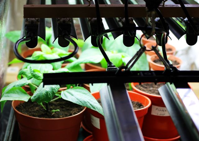 How to Start Vegetables Seeds Under Grow Lights