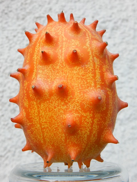 Kiwano Melon Growing Horned Melon and Eating the Fruit