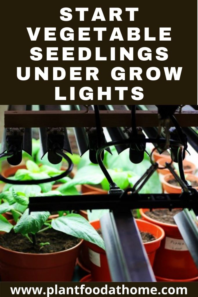 Start Vegetable Seedlings Under Grow Lights