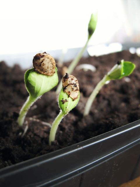 Starting Vegetable Seeds Indoors Under Grow Lights at Home