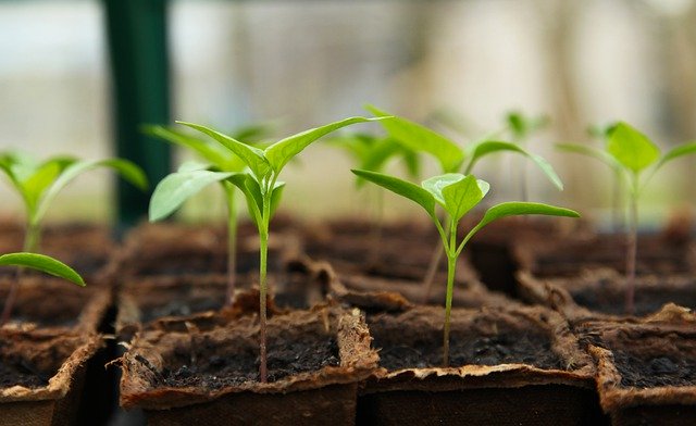 Starting Vegetalbe Seeds Indoors Under Grow Lights - Pepper Seedlings
