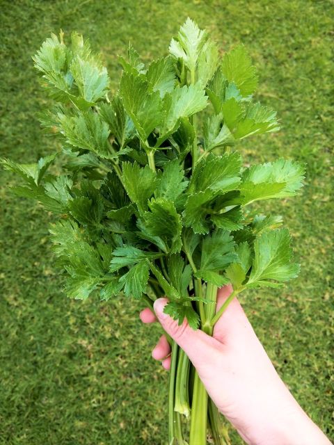 What to do With Celery Leaves - Freshly Harvested Garden Celery