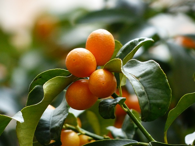 Why is My Kumquat Tree Dropping Fruit (And How To Fix It)