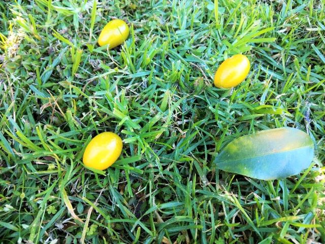 Why is My Kumquat Tree Dropping Fruit And How To Fix It