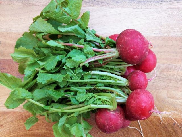 A Bunch of Radishes for Quick Pickled Radish Recipe
