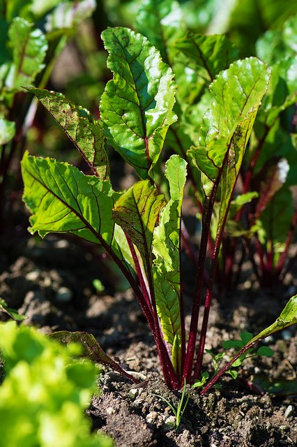 Eating Beet Greens and Recipe Ideas - Beetroot Growing in the Garden