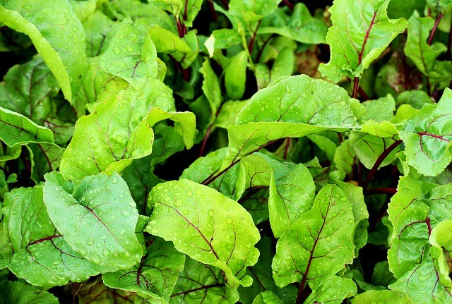 Eating Beet Greens and Recipe Ideas - Leafy Green Beet Tops