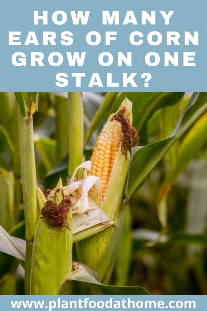How Many Ears Of Corn Grow On One Stalk -Answered