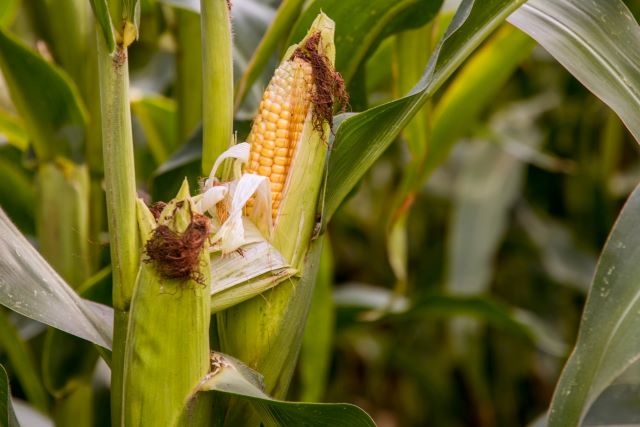 How Many Ears Of Corn Grow On One Stalk - Corn Growing