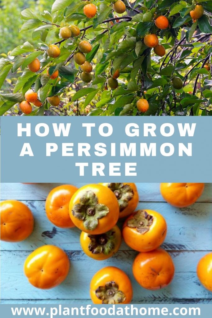 How to Grow a Persimmon Tree