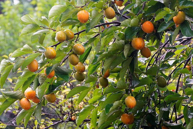 How to Grow a Persimmon Tree for Delicious Persimmon Fruit