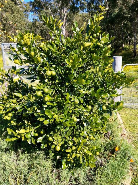 Kaffir Lime Uses in the Kitchen and Home - Kaffir Lime Tree