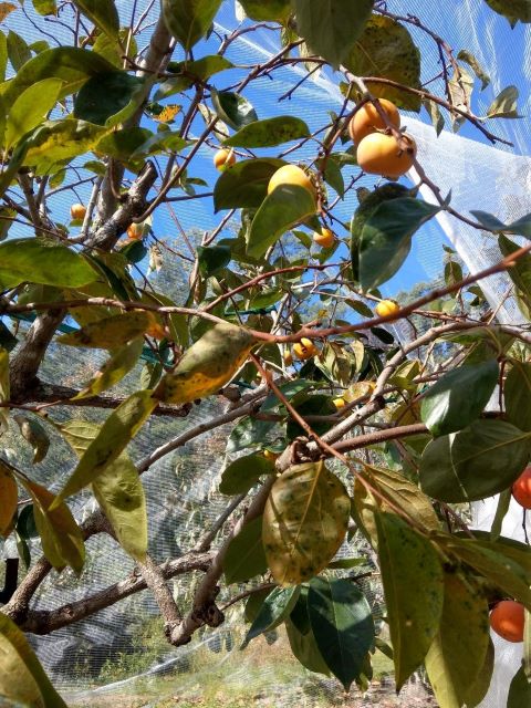 Persimmon Tree Under Netting to Protect from Pests - How to Grow a Persimmon Tree