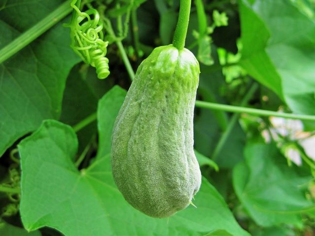 How to Eat Chayote with Recipe Ideas - Chayote Squash Growing on the Vine