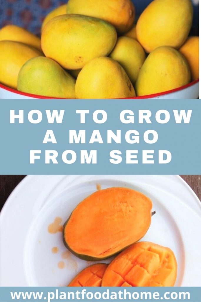 How to Grow A Mango From Seed and by Grafting