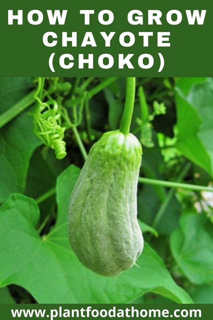 How to Grow Chayote