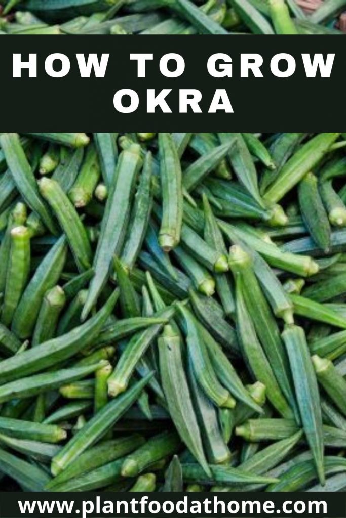 How to Grow Okra