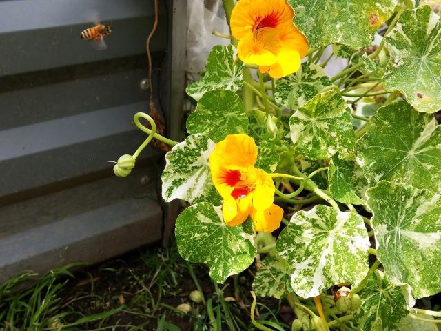 Bees love Nasturtium - How to Grow Nasturtium