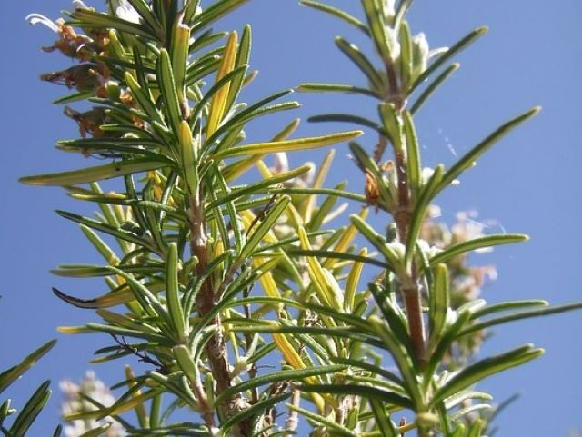 Can You Eat Rosemary with Yellow Spots