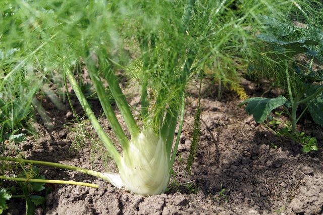 Fennel Growing in the Garden - Cooking and Eating Fennel