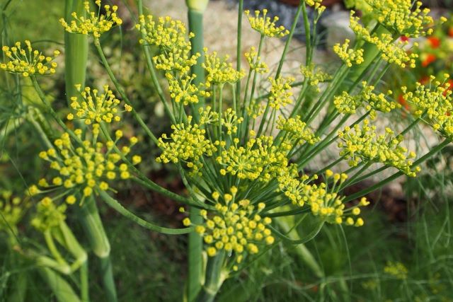 Flowering Fennel - Cooking and Eating Fennel