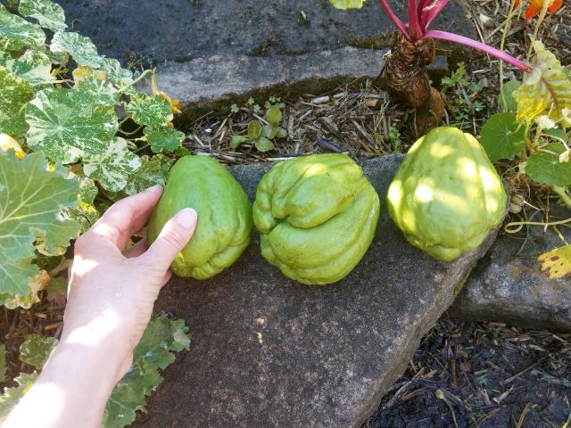 Storing Chayote after Harvest -How to Grow Chayote Squash