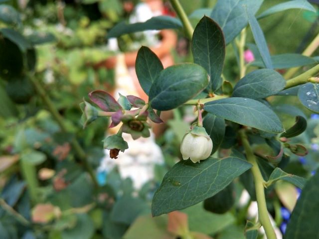 Why Blueberry Bush Flowers But No Fruit - With Solutions