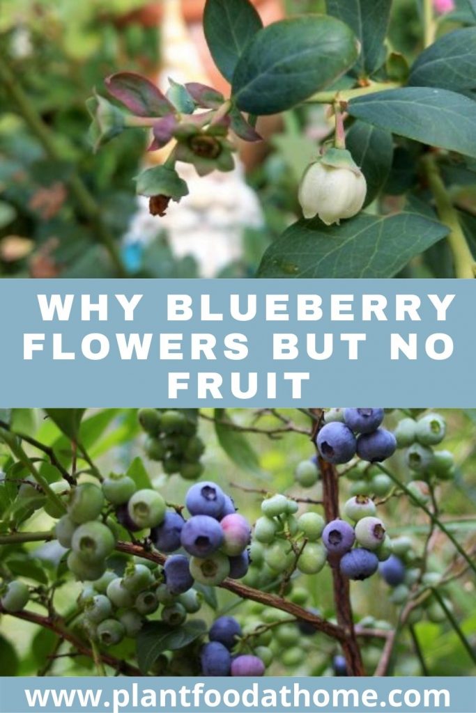 Why Blueberry Flowers But Does Not Produce Fruit