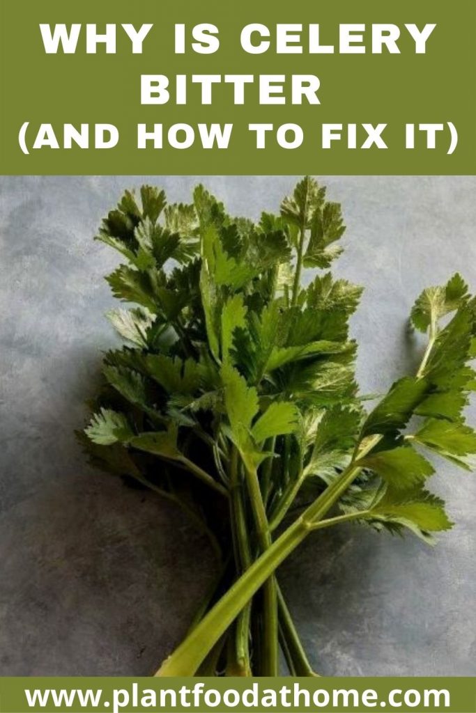 Why is Celery Bitter and How to Fix it