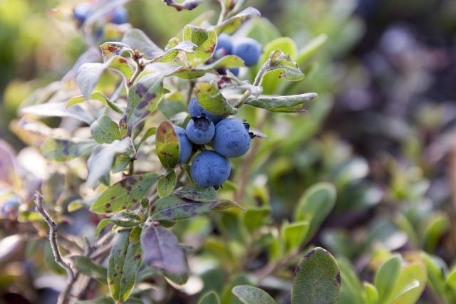 Why is my Blueberry Bush Dying - Causes and Solutions - Blueberry Bush Disease