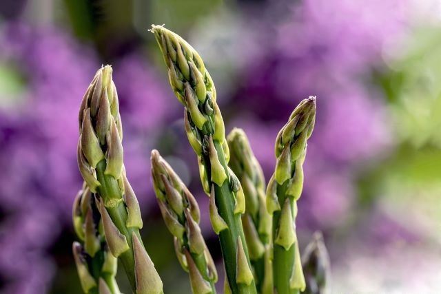 Asparagus Not Coming Up - Asparagus Growing Tips