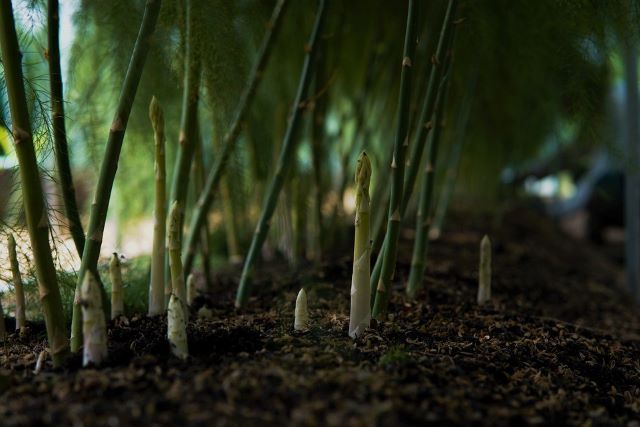 Asparagus Not Coming Up - Grow Tips