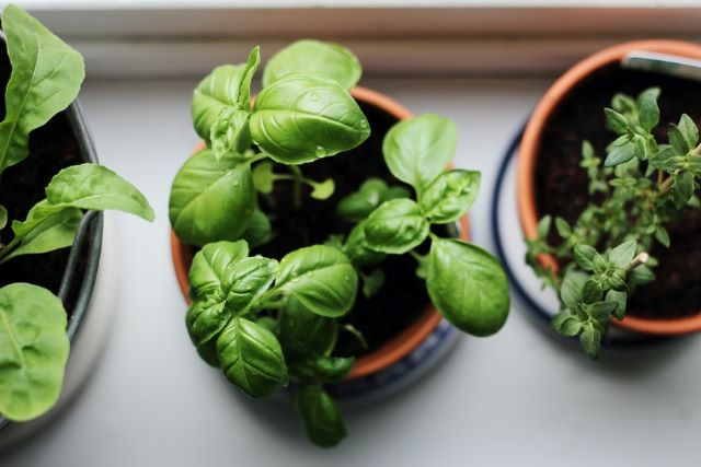 Basil - Herbs to Grow Indoors and How to Grow Them