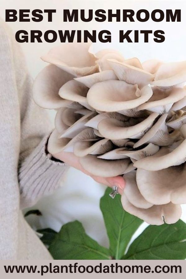 Best Mushroom Growing Kits and Growing Tips