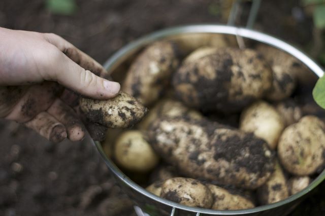 Can You Plant Sprouted Potato - Curing and Storing Potatoes