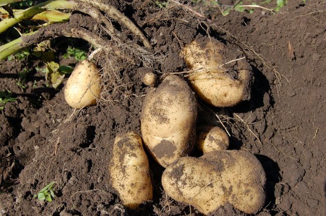 Can You Plant Sprouted Potato - Harvesting Potatoes