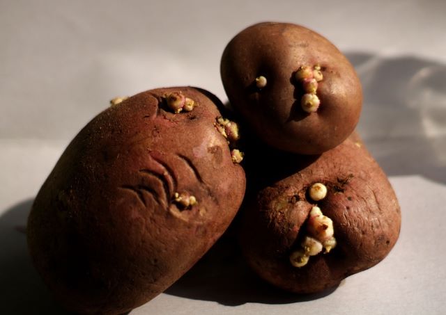 Can You Plant Sprouted Potato - Sprouting Potato