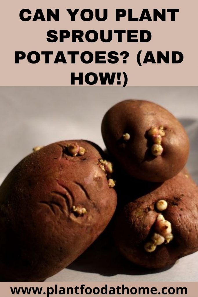 Can You Plant Sprouted Potatoes