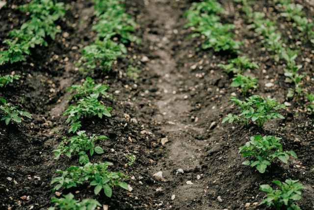Can You Plant Sprouted Potatoes - Potato Plants Growing in Rows