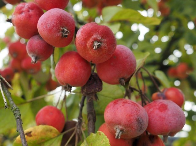 Crab Apples - Eating Crab Apples with Recipe Ideas