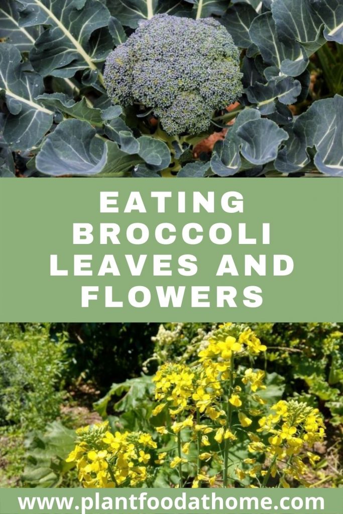 Eating Broccoli Leaves and Flowers With Recipes